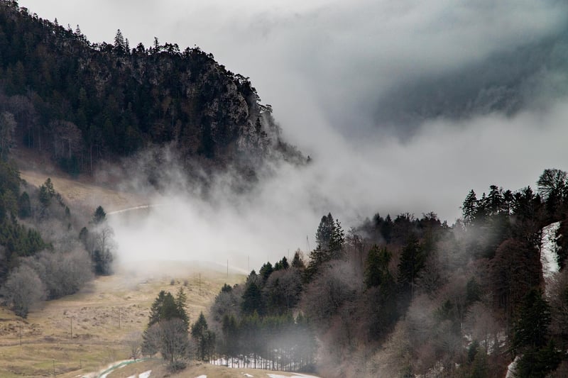Foggy Forest